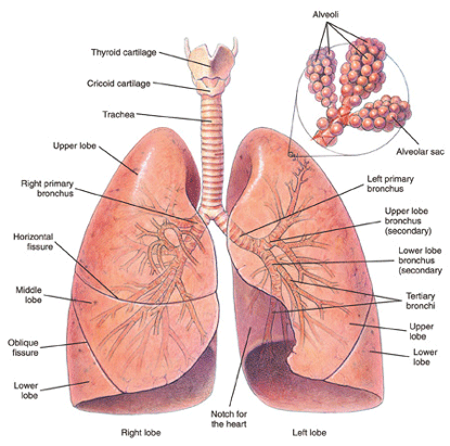 Bronchi and lungs