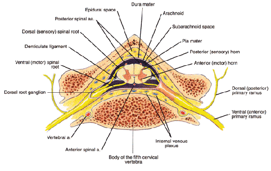 Interior view of the spinal cord