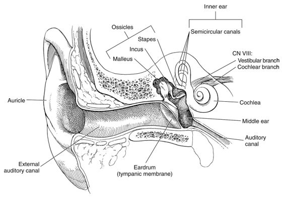 Structures of the ear