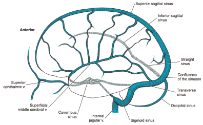 Veins of the Brain